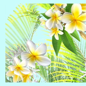 White Plumeria TTCC