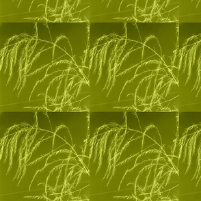 invert_tint_aperagus_fern_003