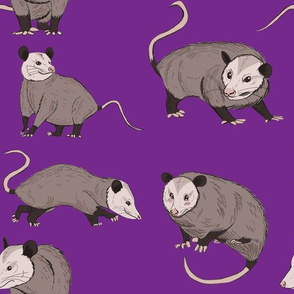 possums purple
