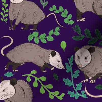 possum Plants purple