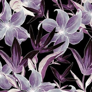Night Clematis , Lilac flowers on black background