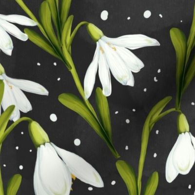 Snowdrop flowers