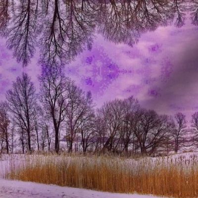 Wild Grass, Naked Trees and Purple Snow Clouds