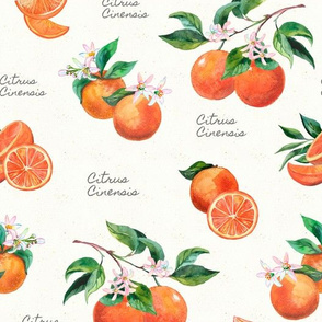 Aromatherapy Oranges cream texture