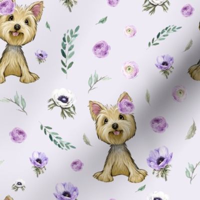 Yorkshire terrier lilac