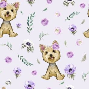 Yorkshire terrier lilac