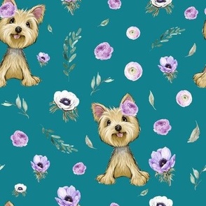 Yorkshire Terrier teal