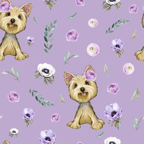 12 inch yorkie purple