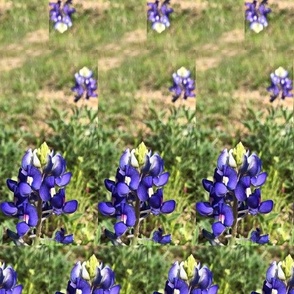  Field of Bluebonnets