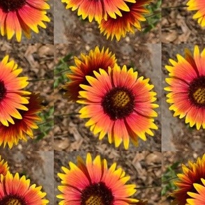 Field of Twirling Firewheels