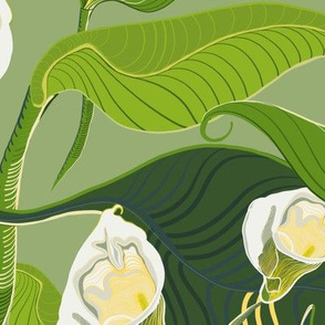 Arum Lilies in morning light 