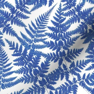 Blue fern on white background S