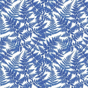 Blue fern on white background S
