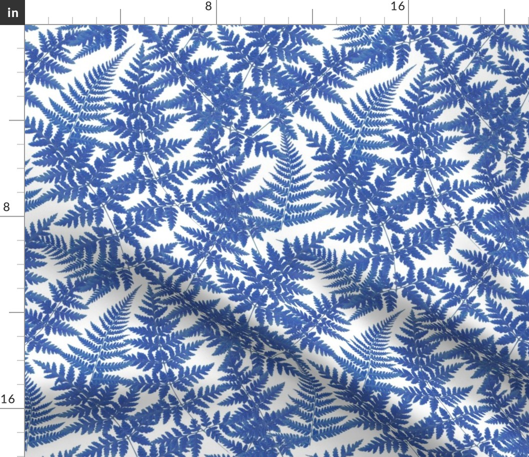 Blue fern on white background S