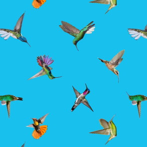 Hummingbirds - Tobago blue - Non-directional