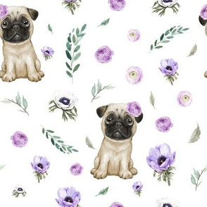 pug