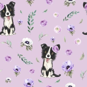 border collie lilac