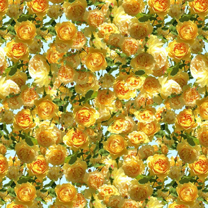 Yellow Roses Unending - eggshell blue