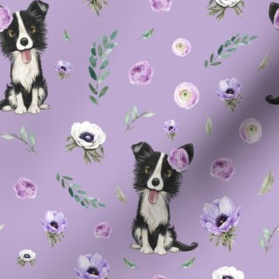 border collie purple