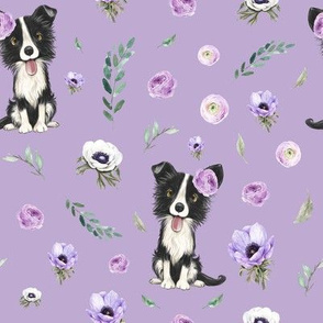 border collie purple