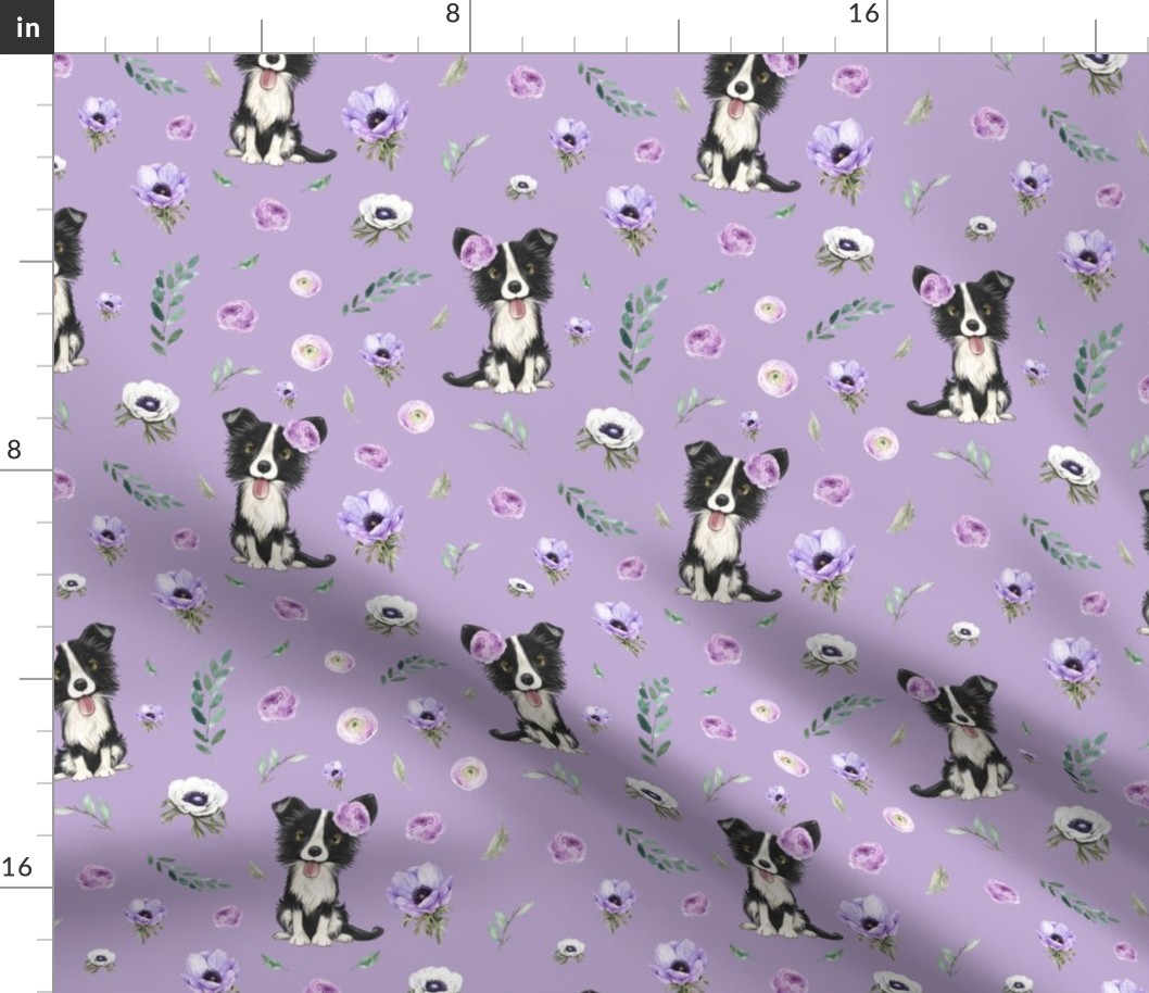 border collie purple