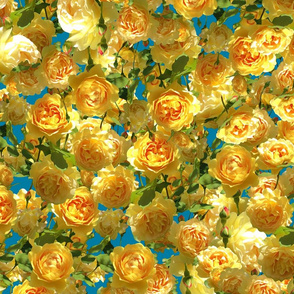 Yellow Roses Unending - deep blue