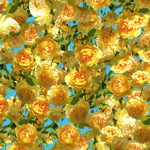 Yellow Roses Unending - turquoise blue