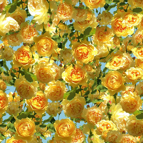 Yellow Roses Unending - sky blue