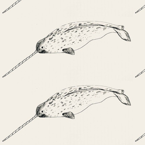 narwhals