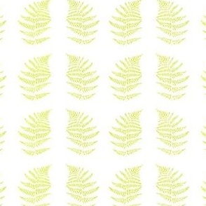 DesignerSpr22 Delicate Spring Ferns