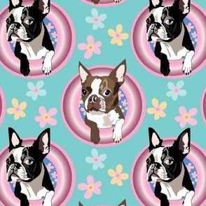 Boston Terrier Dogs in the Pool pink intertube  dog swimming
