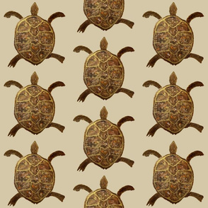 bronze back tortoise light taupe