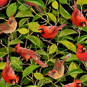 Spring Cardinals | Black