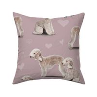 The Bedlington Terrier Pink