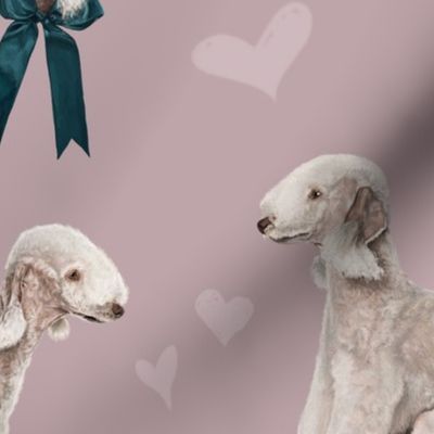 The Bedlington Terrier Pink