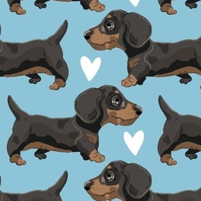 Sausage Dog Puppies Blue