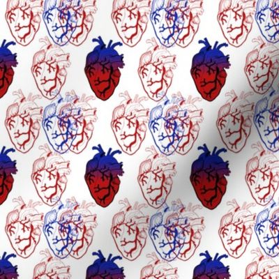 Anatomical Blue and Red Hearts extra-small scale