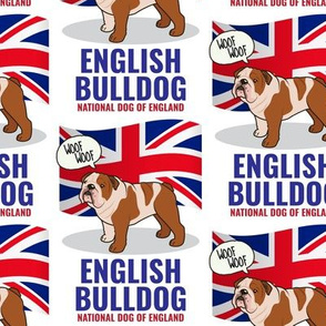 English Bulldog Medium on White