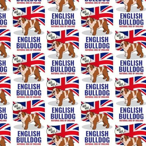 English Bulldog Small on White