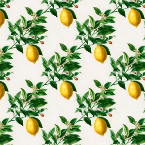 Botanical lemon - medium