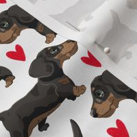 Sausage Dog Dachshunds Puppies small scale