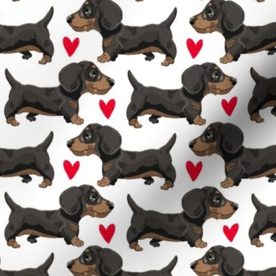 Sausage Dog Dachshunds Puppies small scale