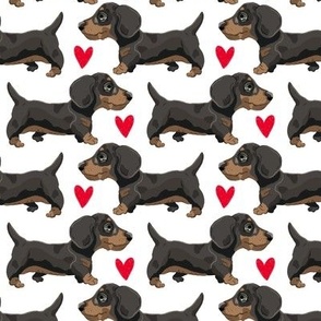 Sausage Dog Dachshunds Puppies small scale