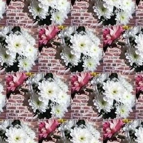 chrysanthèmes blancs et roses sur  fond de briques