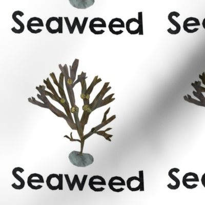 seaweed  - 6" panel