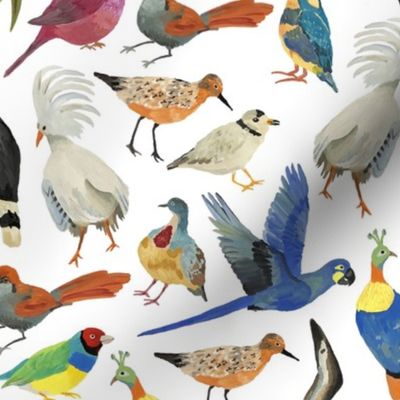 Endangered Birds - MEDIUM