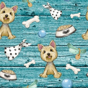 Yorkshire terrier blue