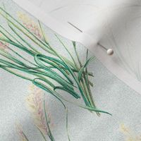 Korean Feather Reed Grass