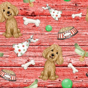 cavoodle light red wood