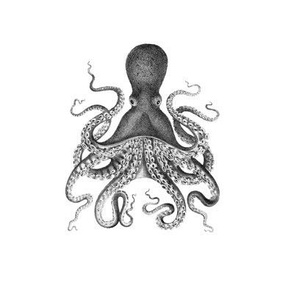 Octopus  Black and  white Small Scale